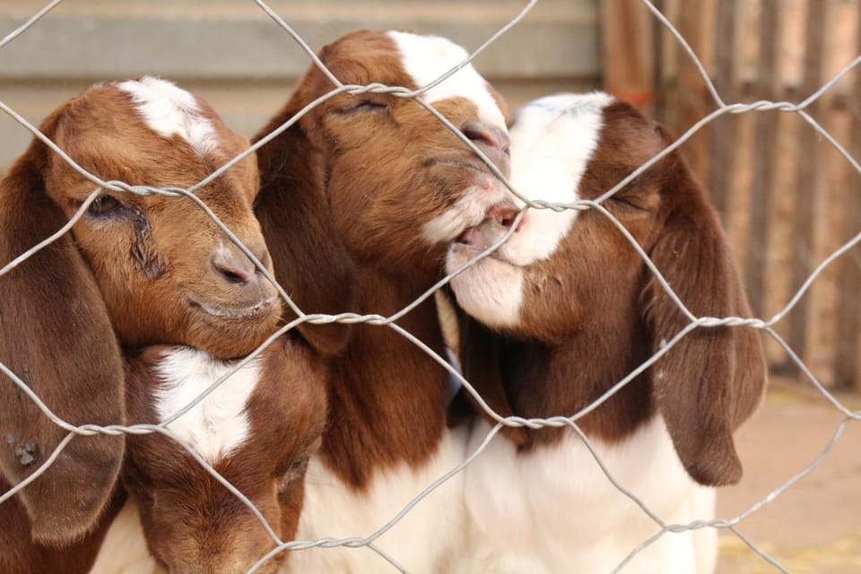 Animals