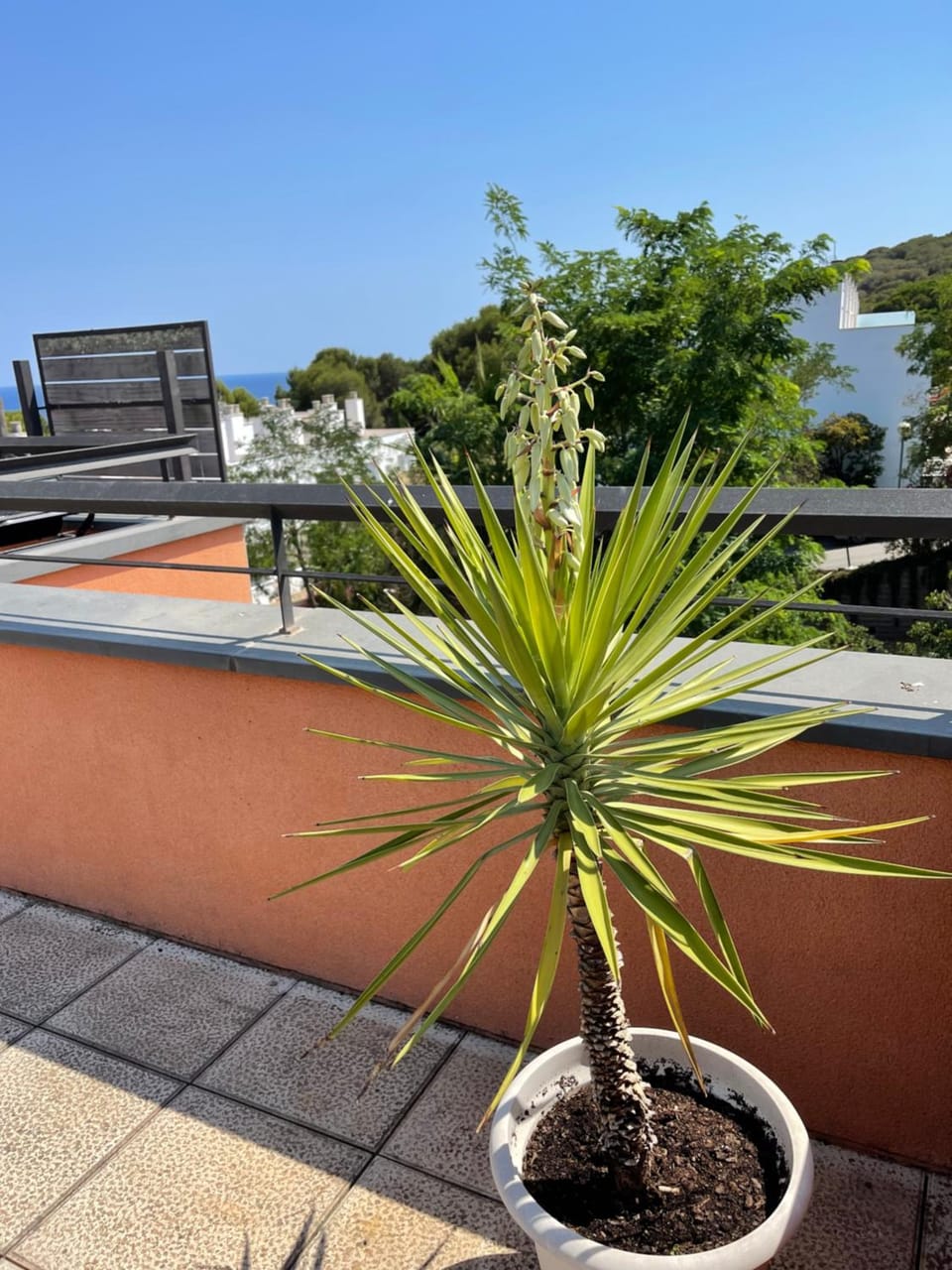 Garden view