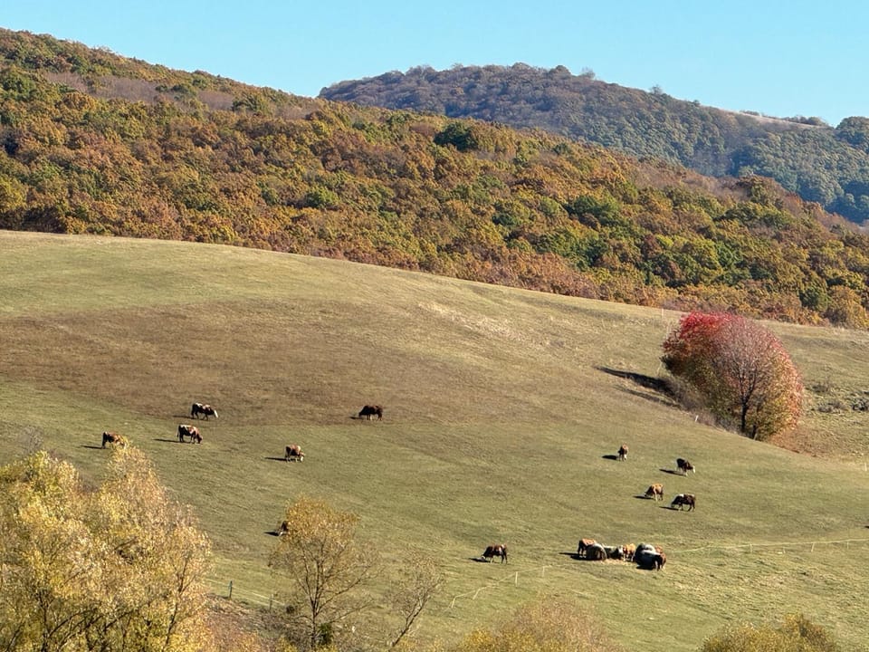 Medve Desag Ursul Bed and Breakfast in Romania