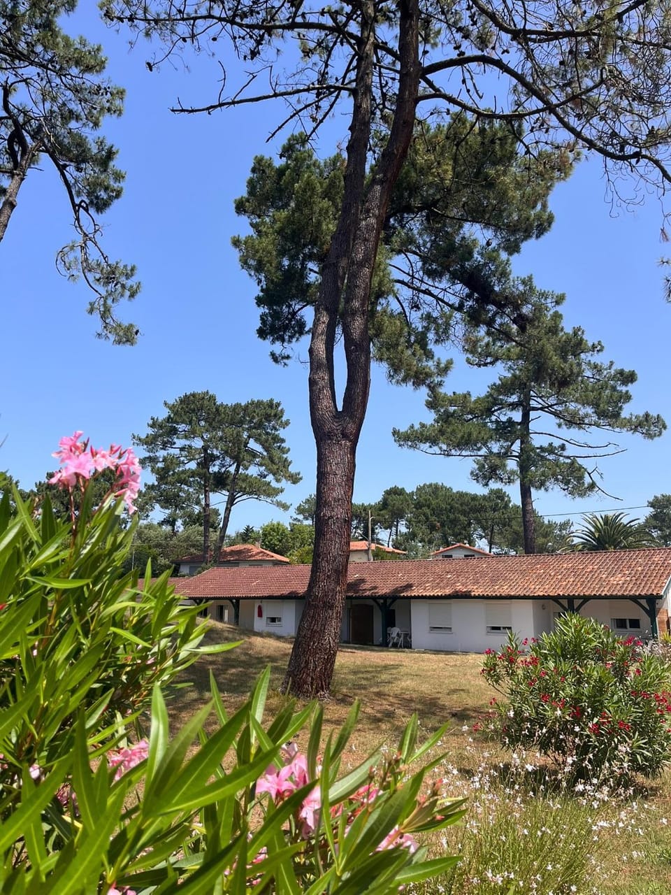 Day, Natural landscape, Garden, Garden view