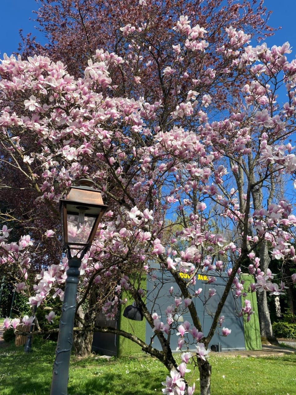 Spring, Day, Garden, Garden view