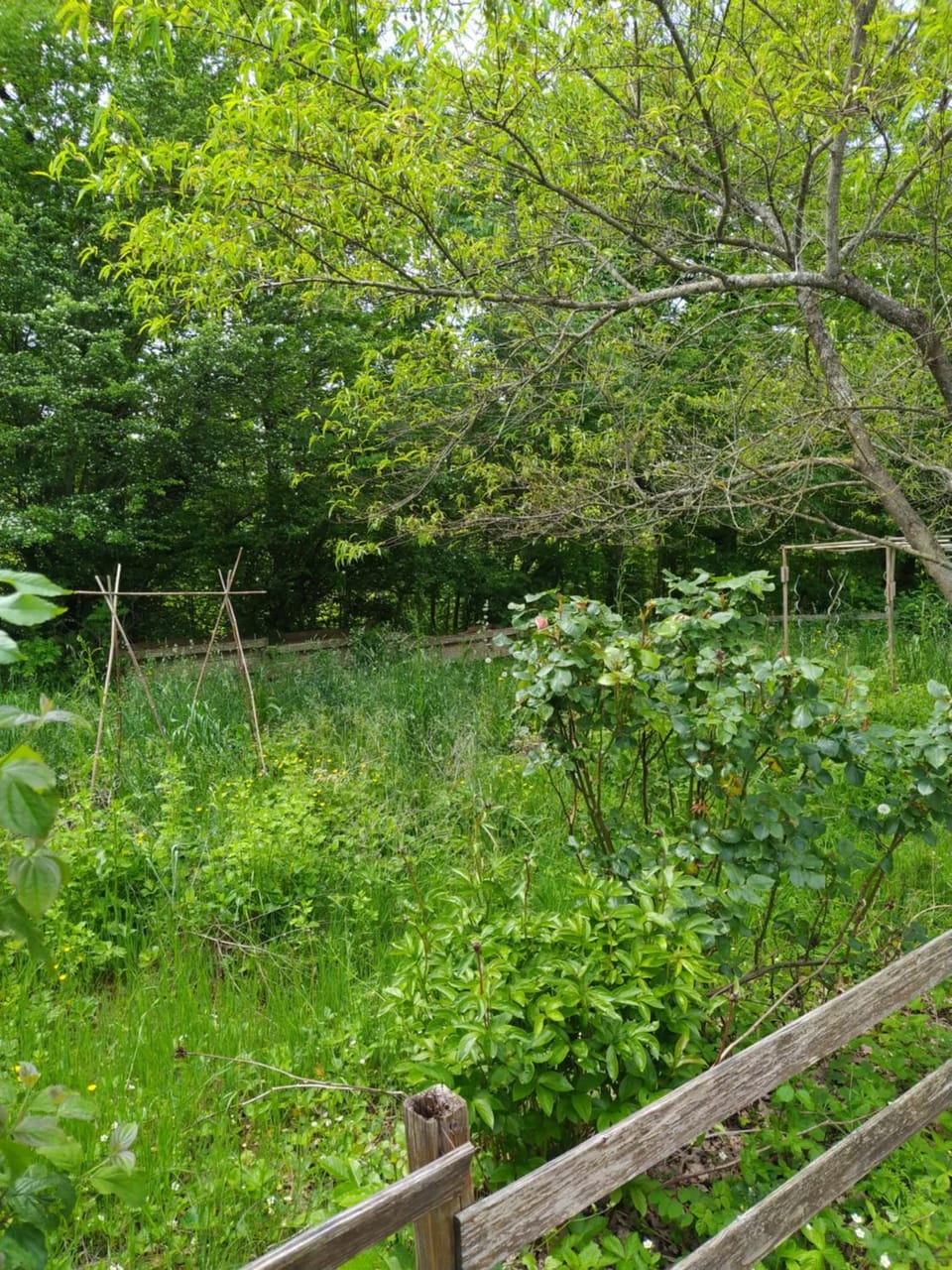 Natural landscape, Garden