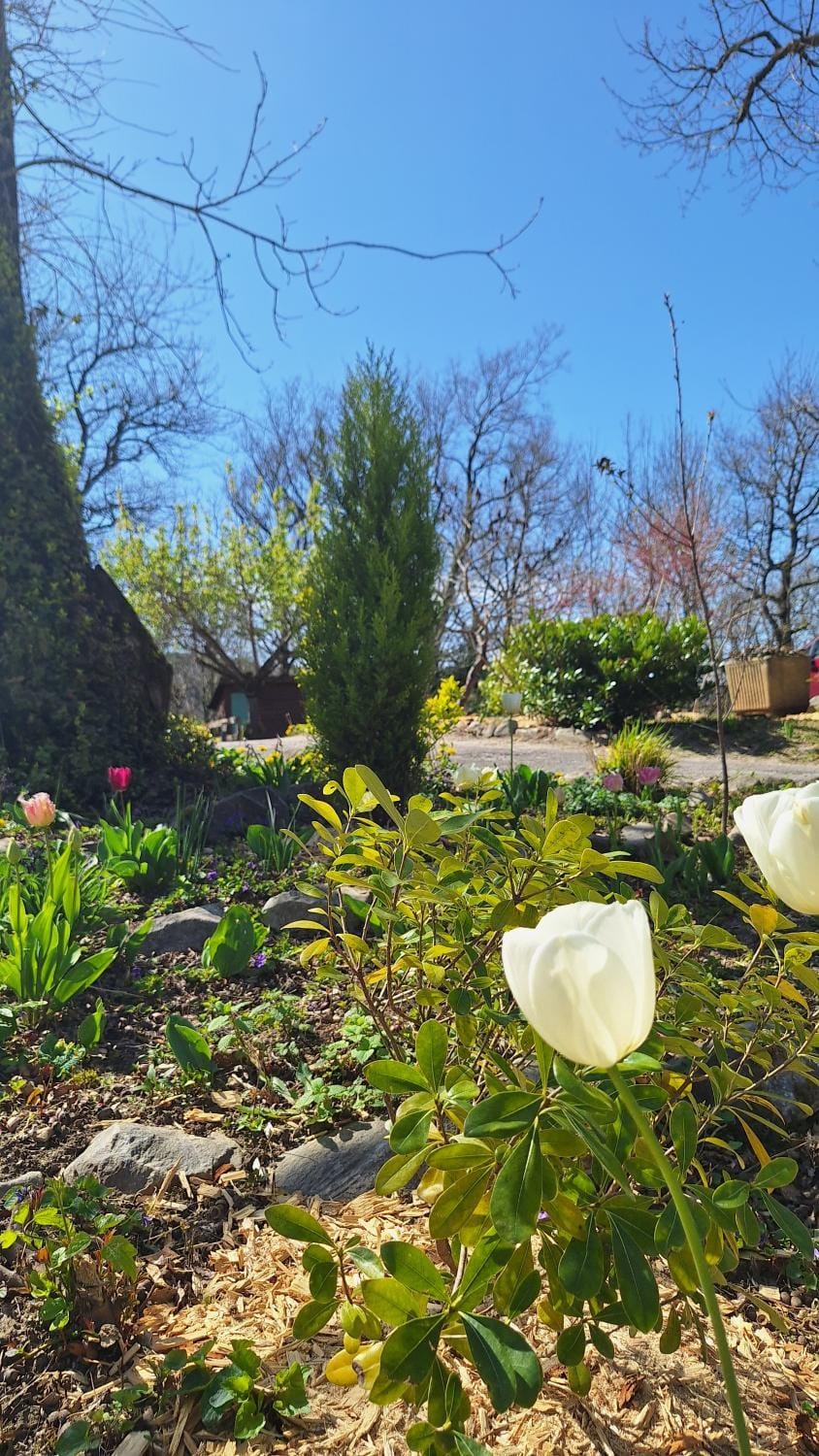 Spring, Day, Natural landscape, Garden
