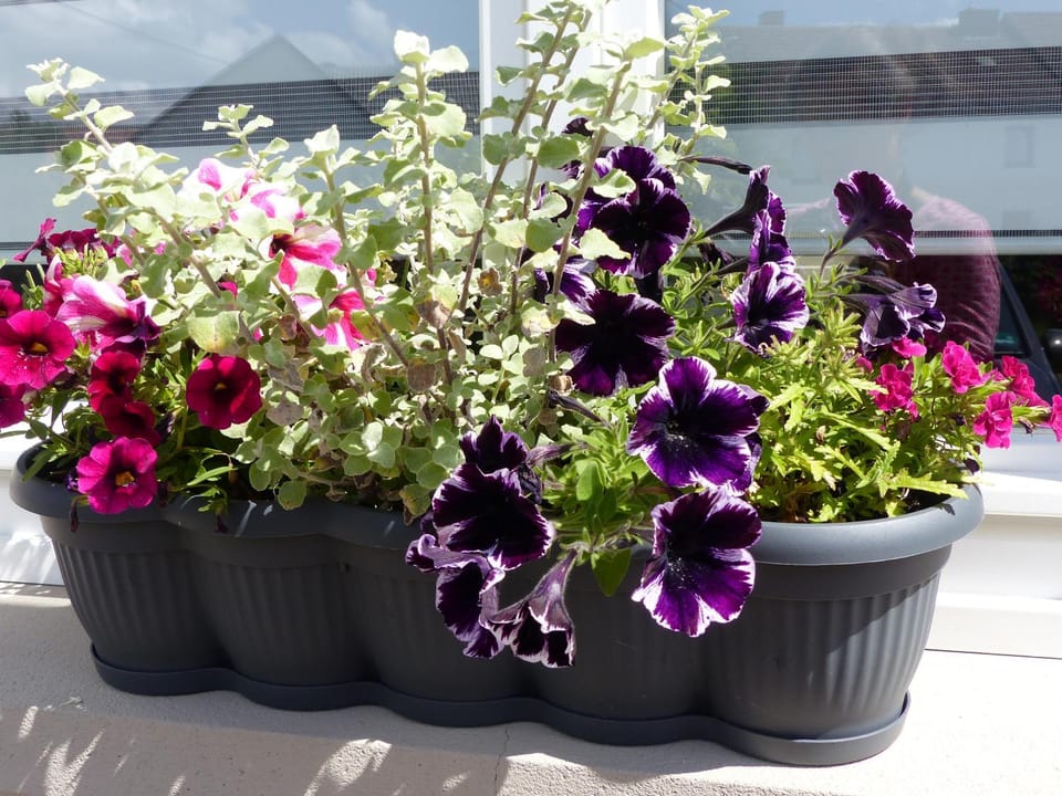 Haus Schritte House in Vulkaneifel