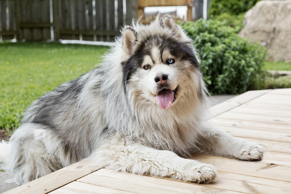 Garden, Garden, Pets