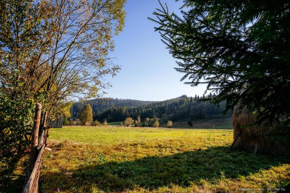 Natural landscape, Garden, Garden view
