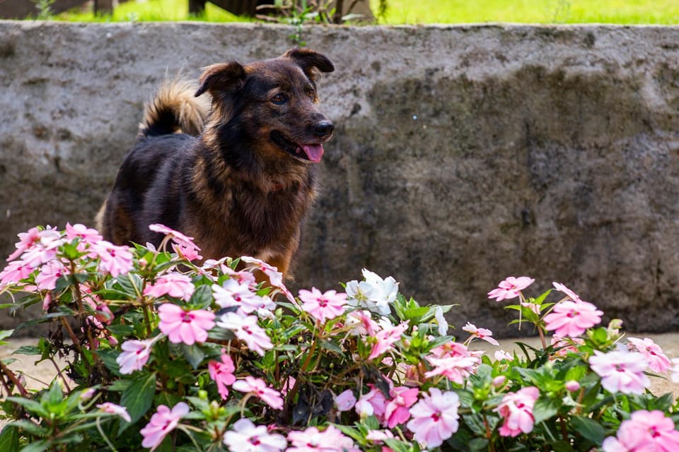 Garden, Pets