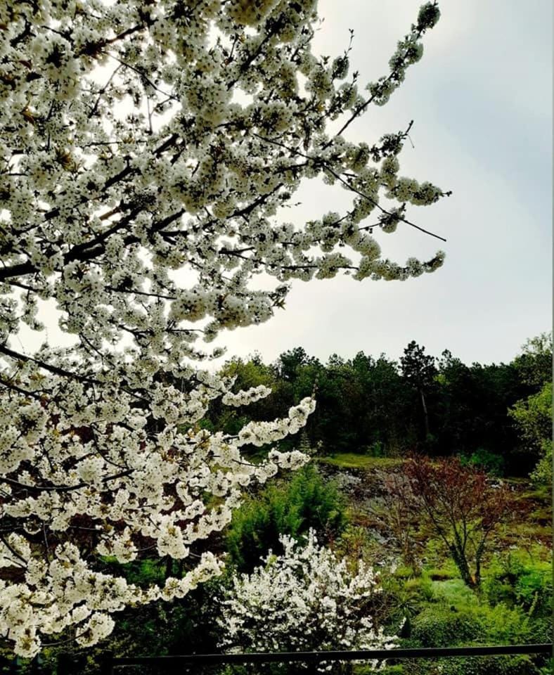 Property building, Garden view