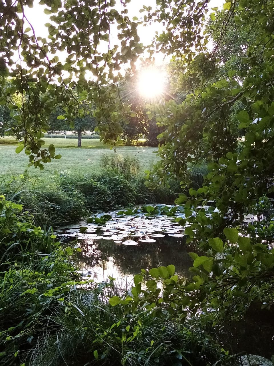 Natural landscape, Garden, Lake view