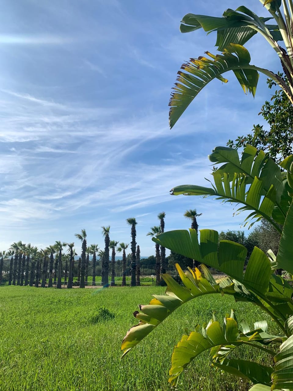 Natural landscape, Garden