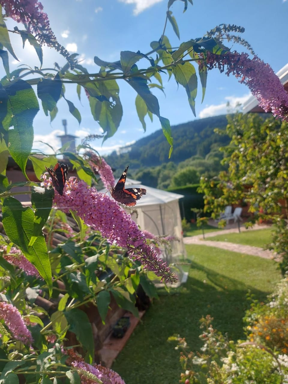 Garden view