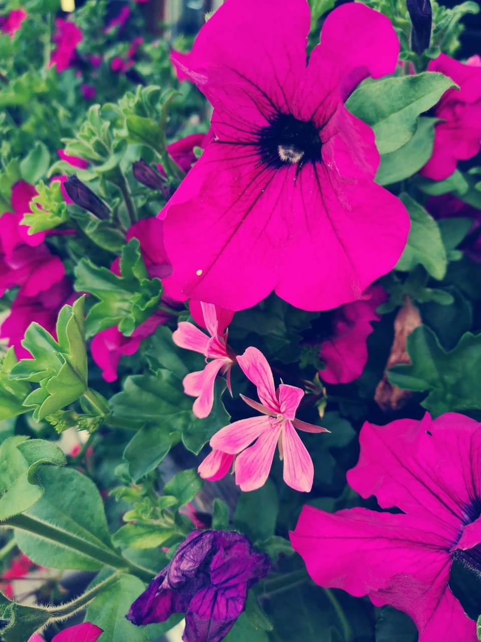 Garden, Decorative detail