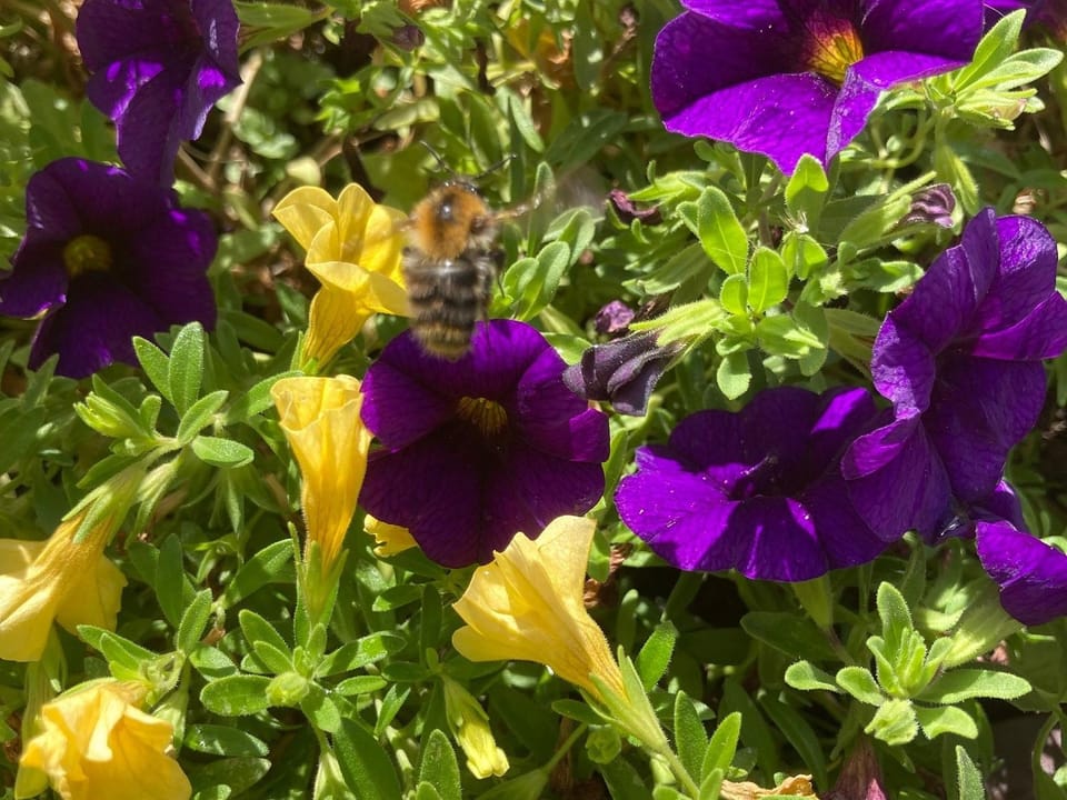 Ferienwohnungen Hubertus Apartment in Metzingen