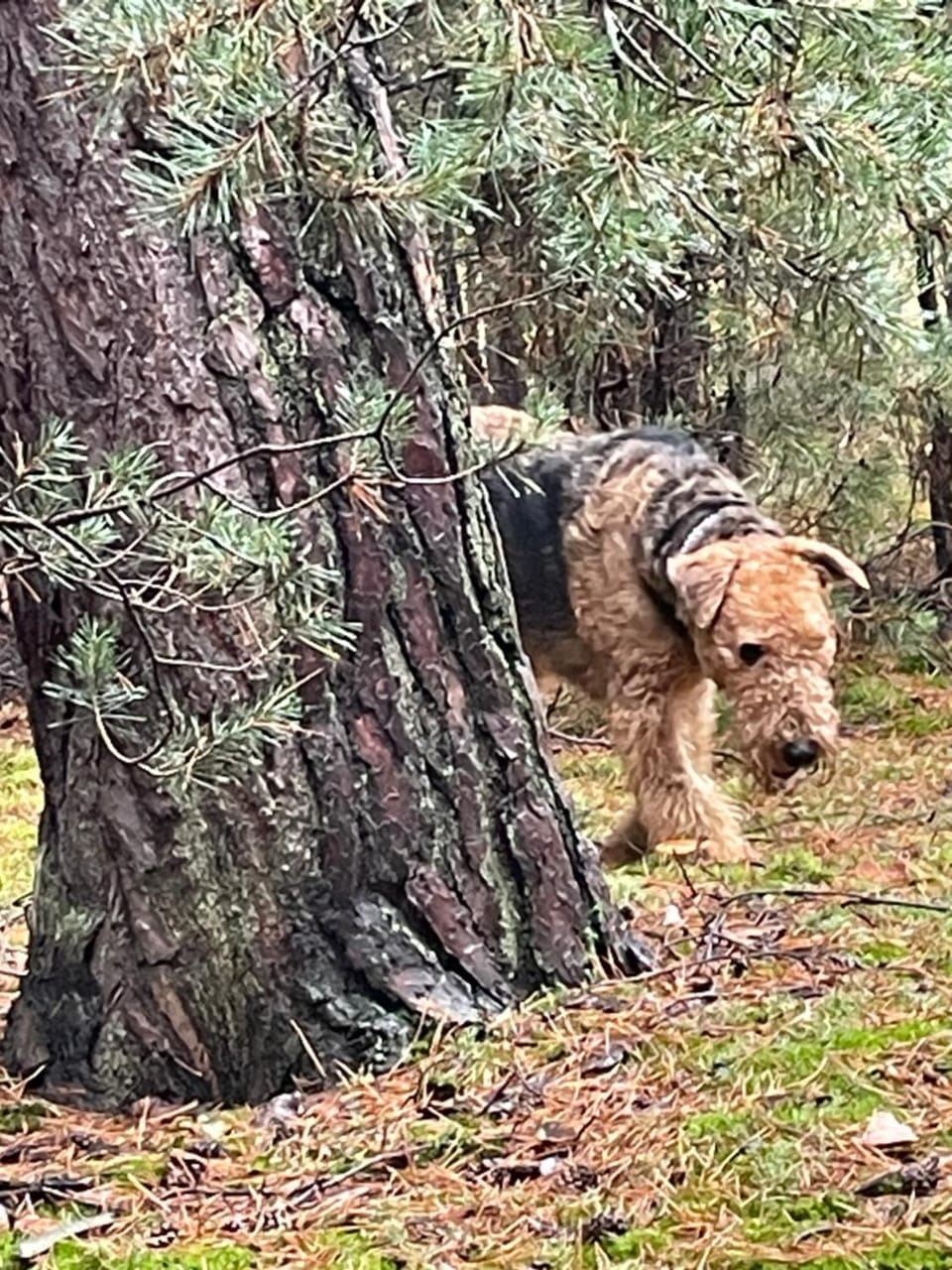 Natural landscape, Pets