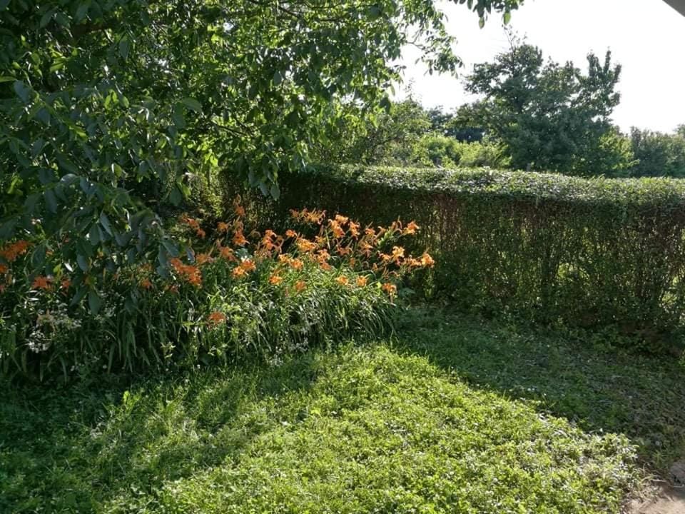 Spring, Natural landscape, Garden, Garden view
