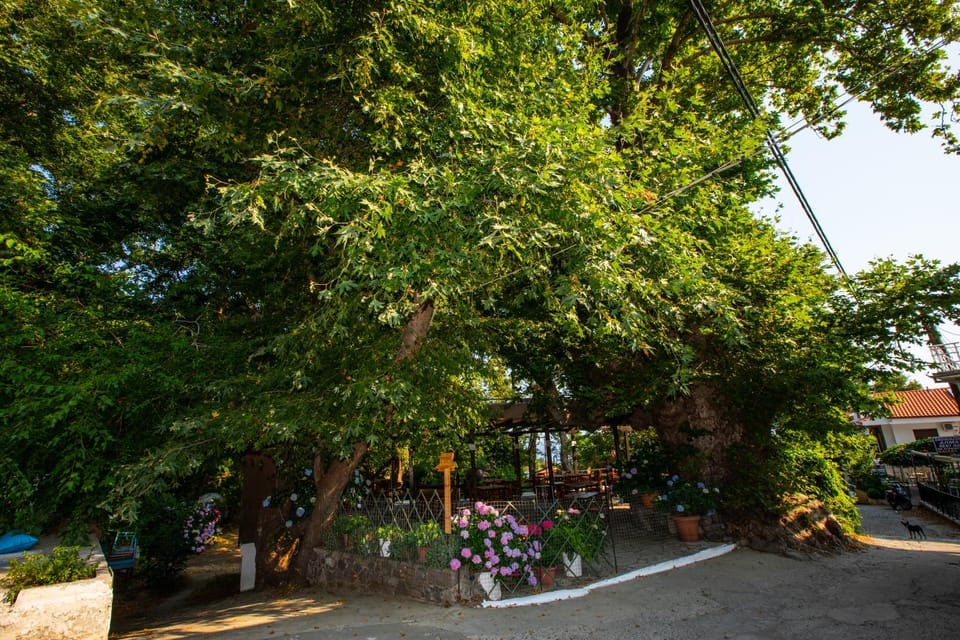 Day, Natural landscape, Garden, Garden view