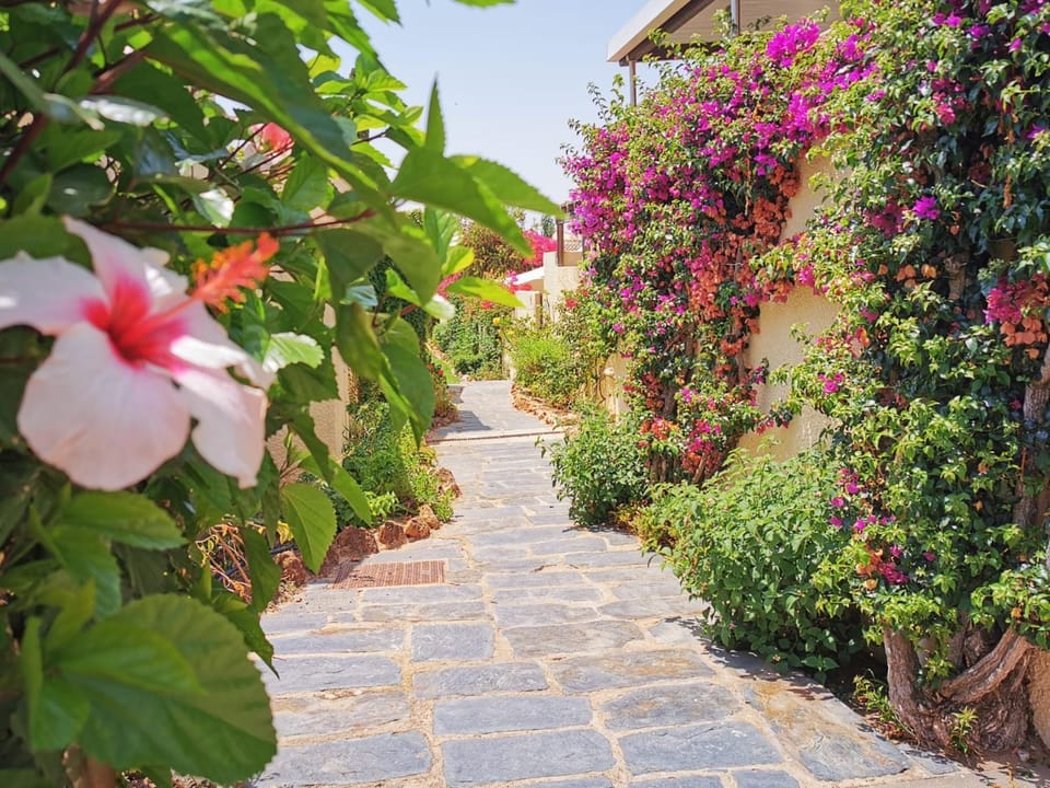 Patio, Facade/entrance, Garden