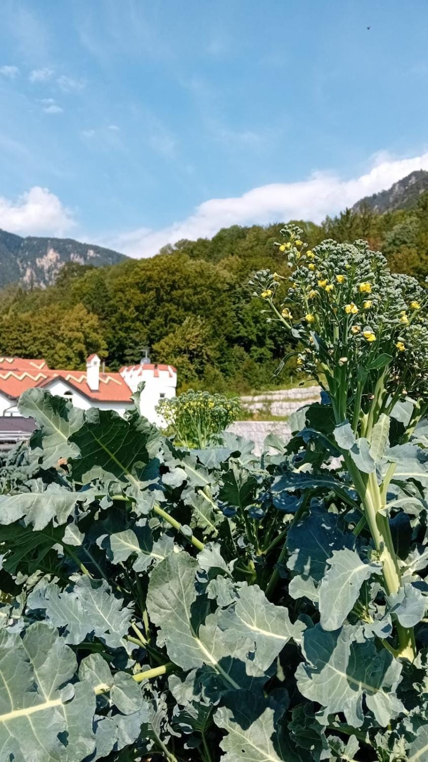 Natural landscape, Garden, Mountain view