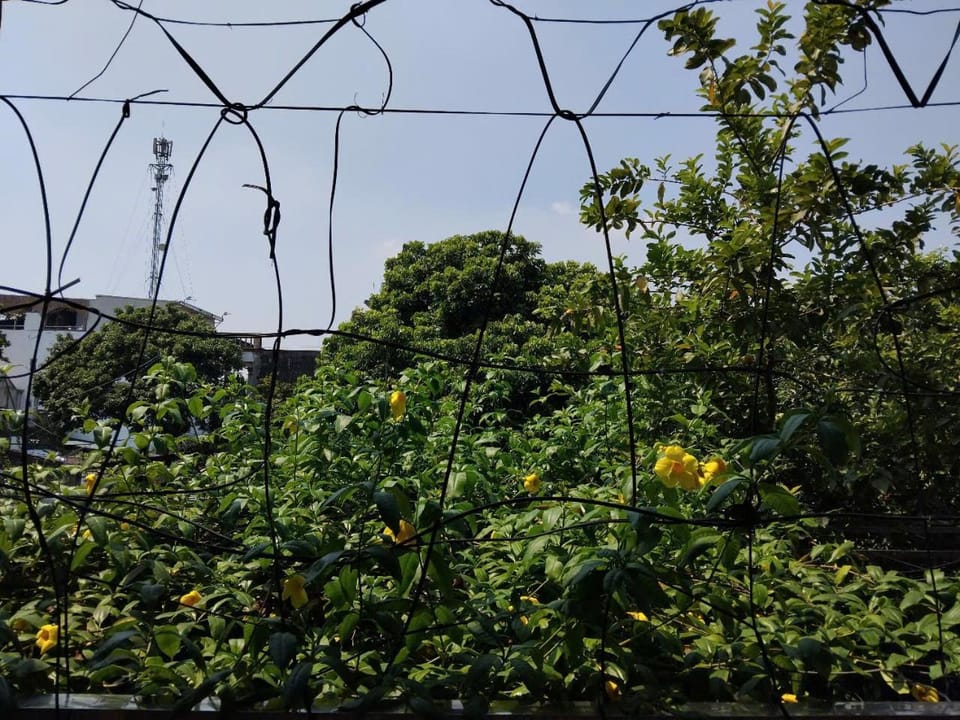 Garden view
