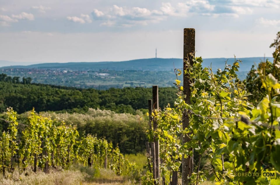Ráspi Apartman Étterem és Borászat Bed and Breakfast in Hungary