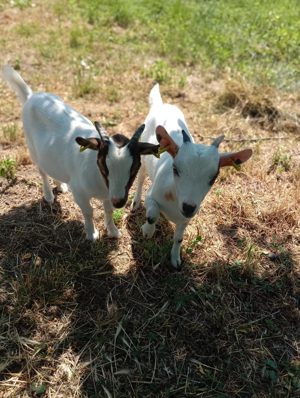 La Bergerie, les Blés Dorés, les Graines de Lin, 3 gites indépendants avec sa ferme pédagogique avec animaux chèvres, moutons, poules, piscine, terrain de pétanque, parking et jeux pour enfants House in Bourgogne-Franche-Comté