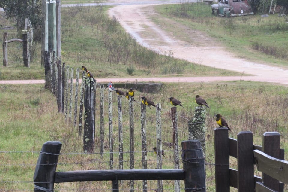 Property building, Animals