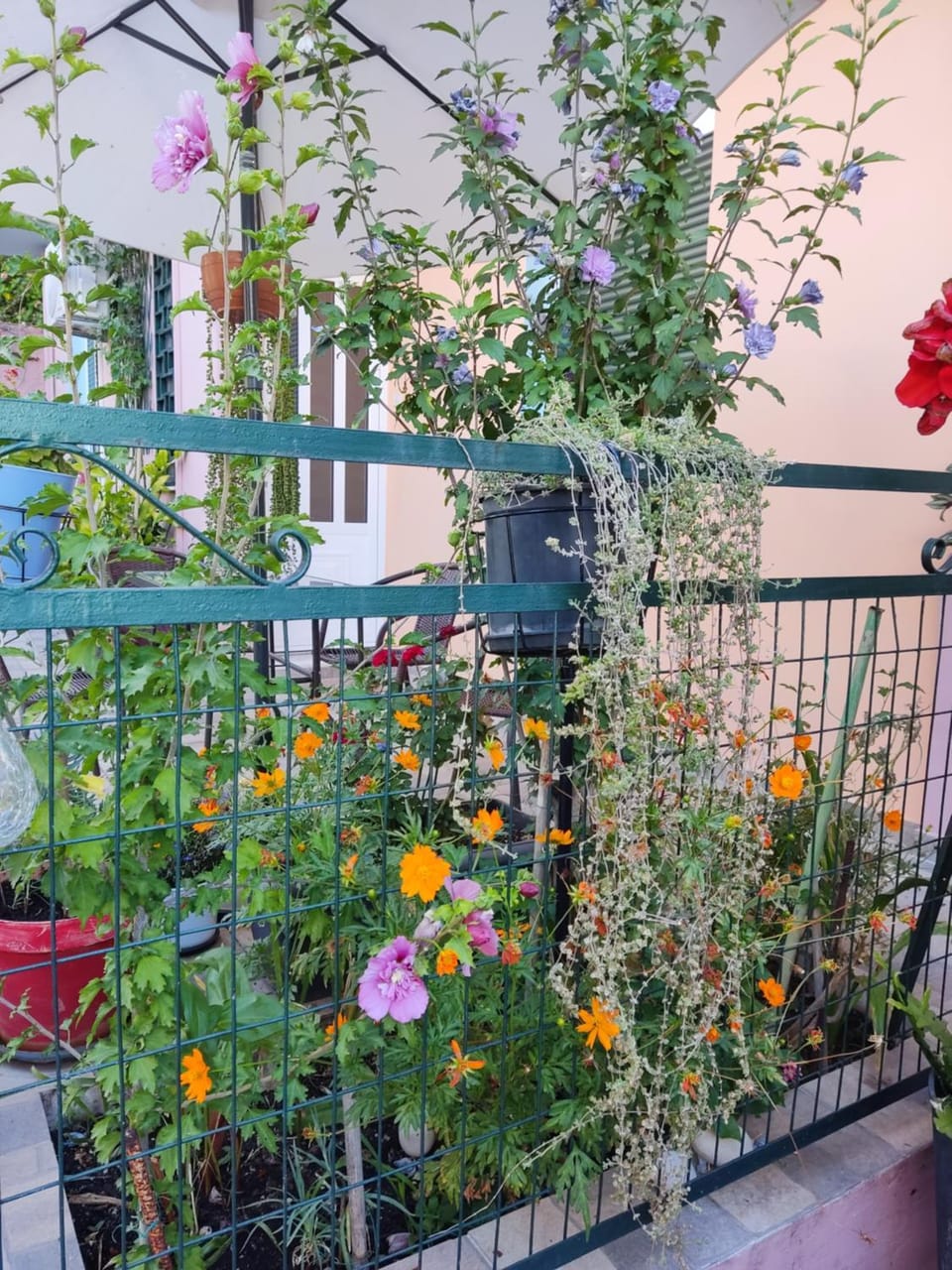 Garden, Balcony/Terrace
