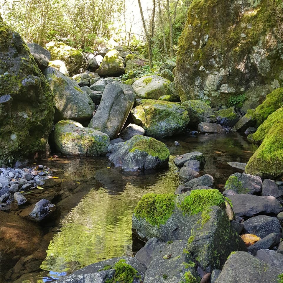 Casinhas da Laurissilva Nature lodge in Madeira District