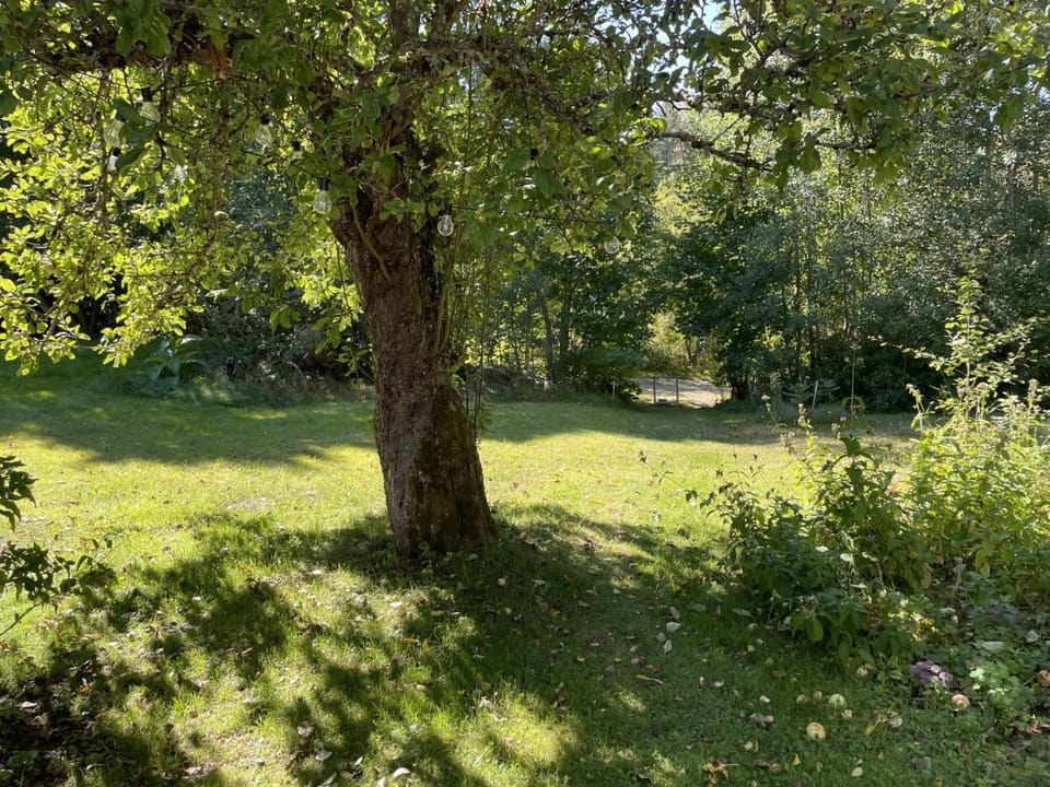Day, Natural landscape, Summer, Garden, Garden view