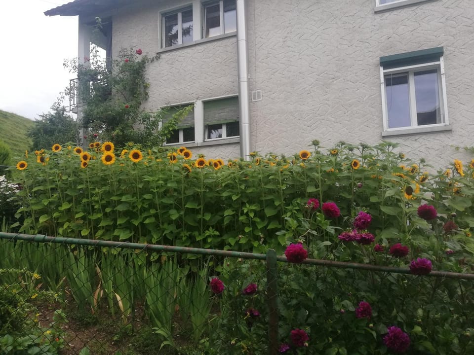 Billenberghof Farm Stay in St. Gallen