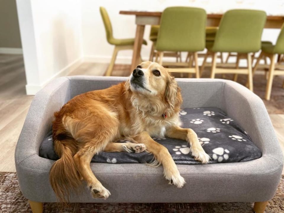 The Perfect Pet Friendly Escape, Sunshine Beach House in Noosa Heads