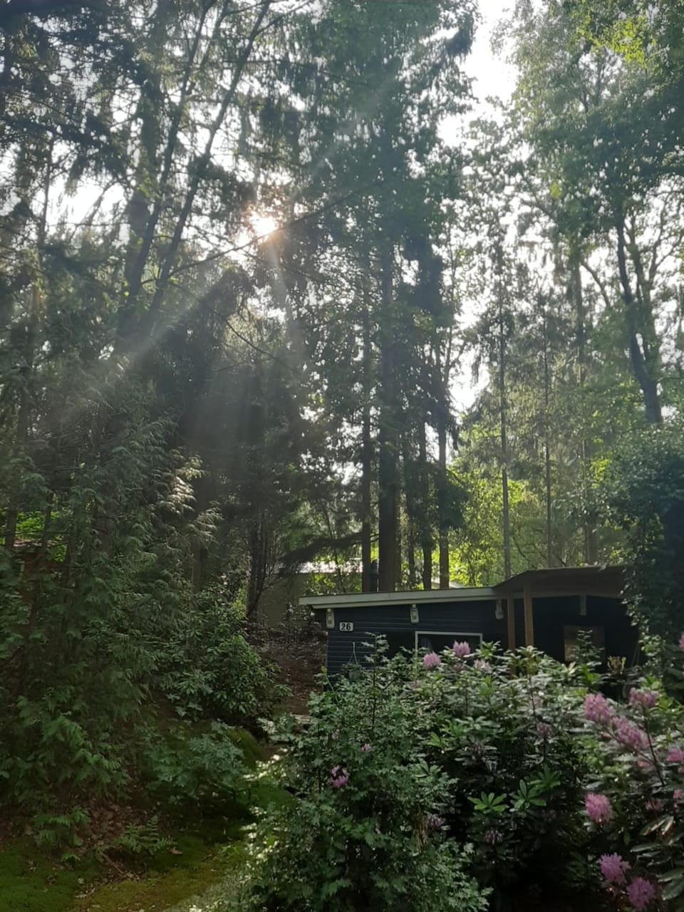 Garden, Sunrise