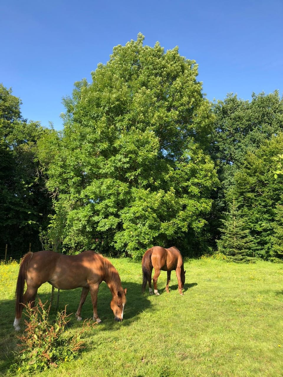 Garden, Animals, Pets