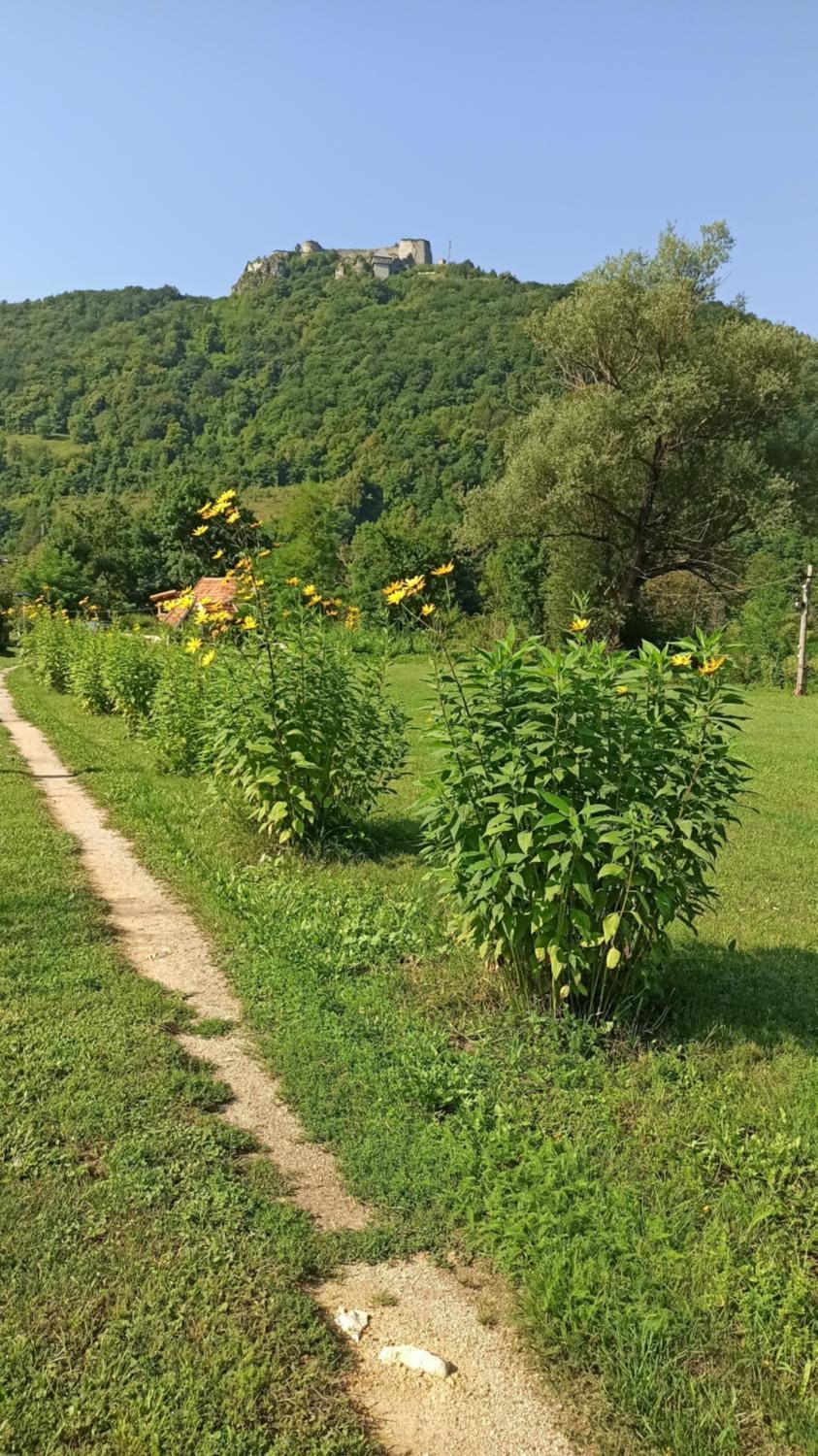 Garden, Garden, Garden view