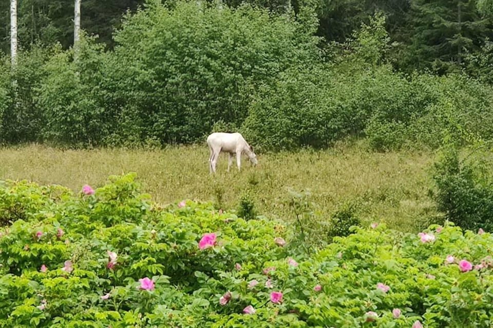 Animals, Landmark view, Location