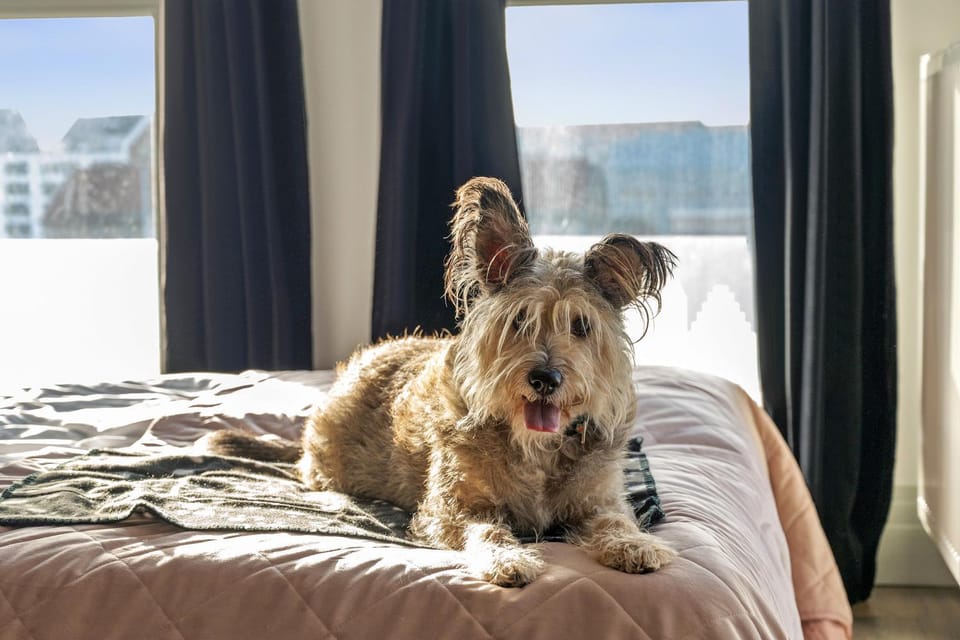 Bed, Bedroom, Pets