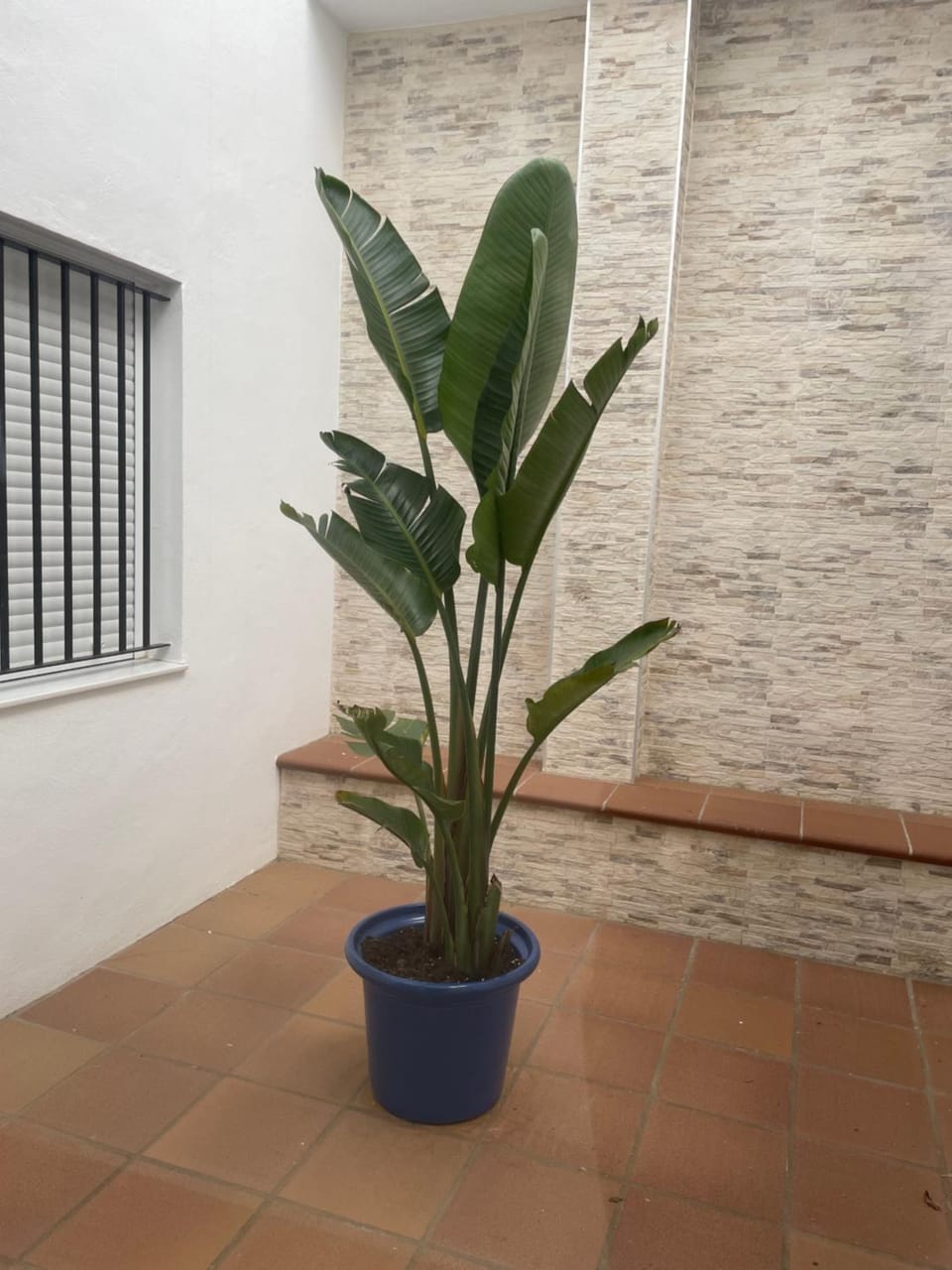Alojamiento Saturno 1 Inn in Conil de la Frontera