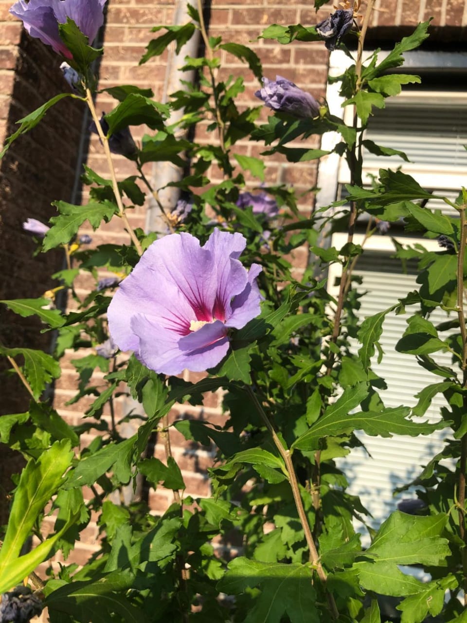 Spring, Day, Garden, Garden