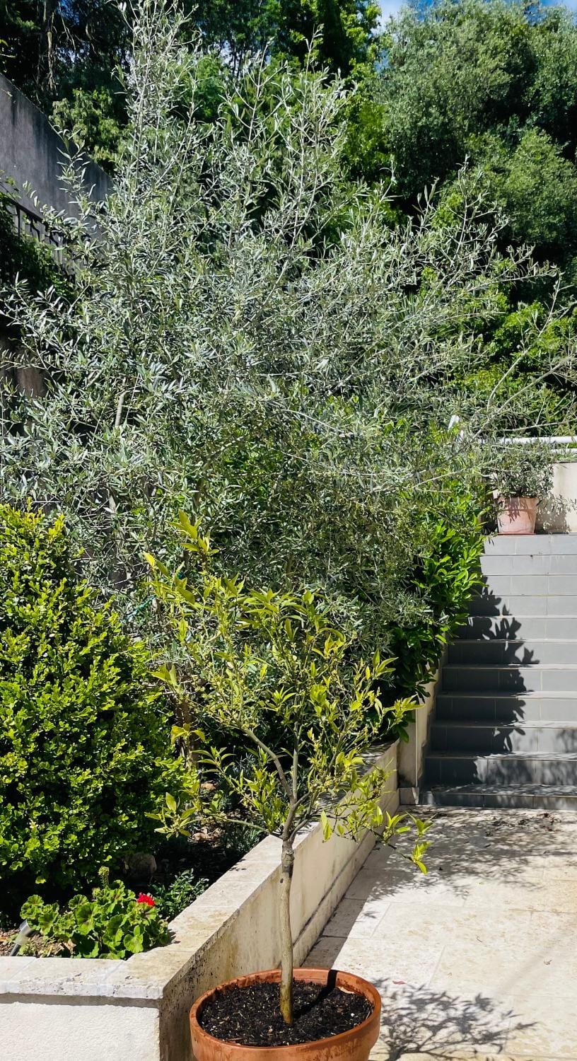 Property building, Garden view