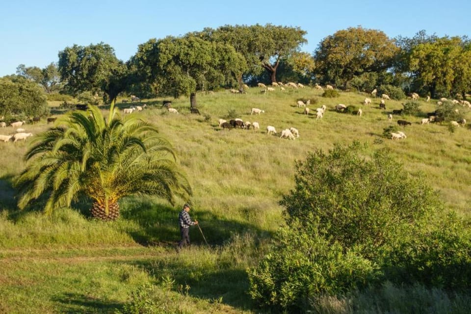 Monte das Sesmarias House in Évora District, Portugal