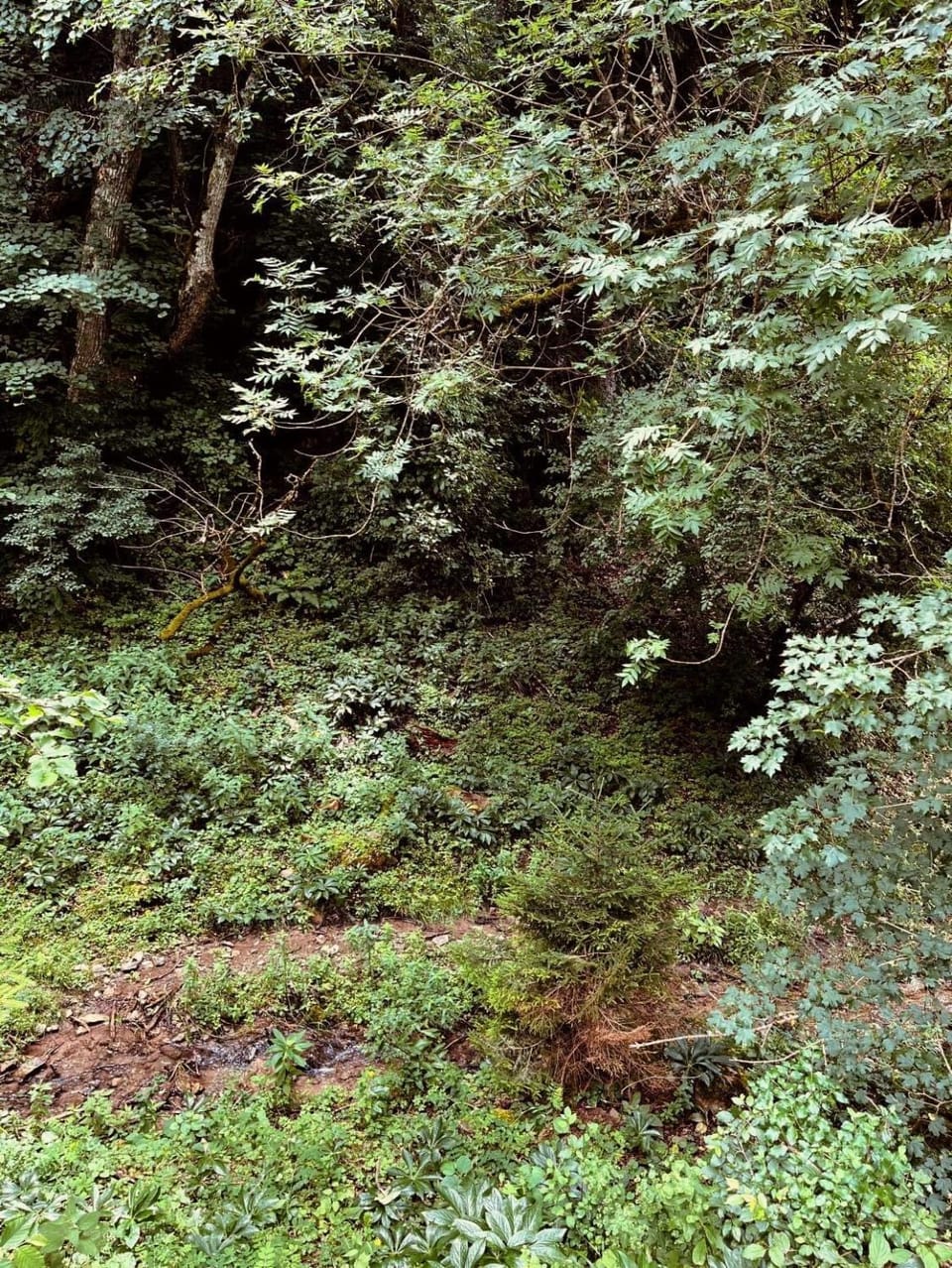 Natural landscape