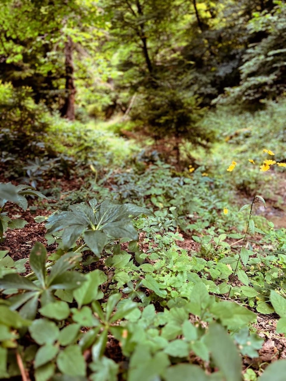 Natural landscape