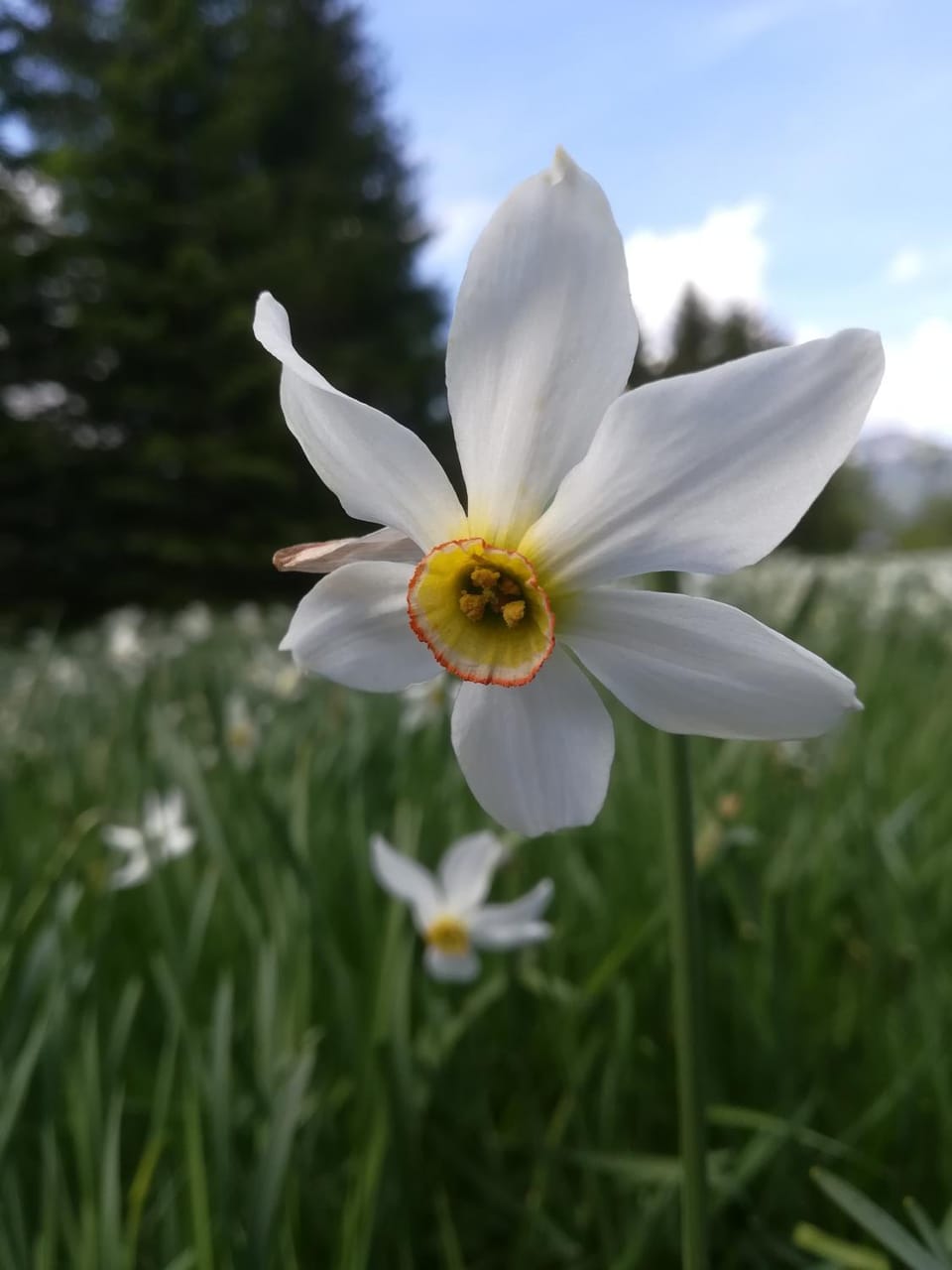 Haus Tressenstein Apartment in Bad Aussee