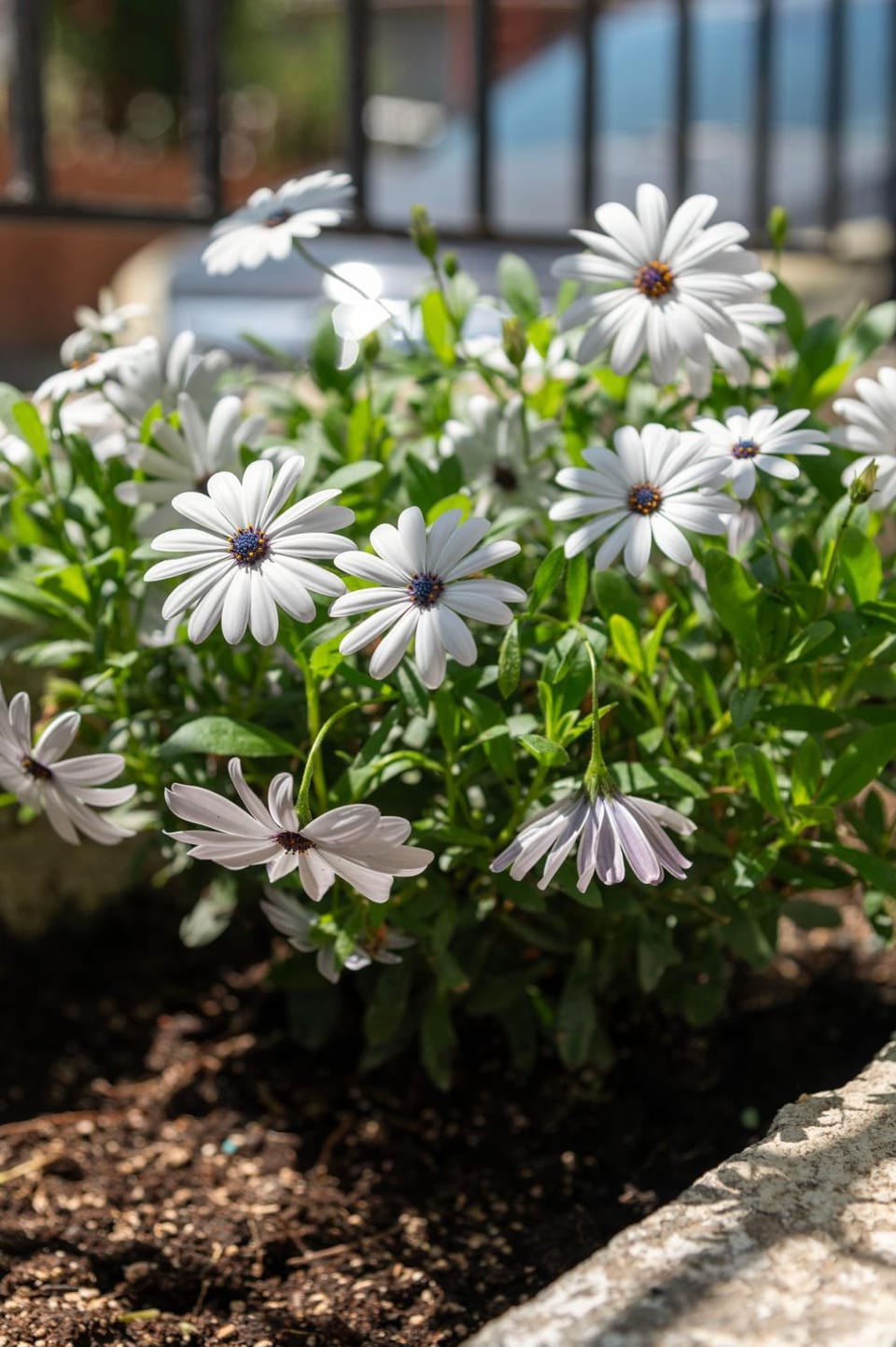 Silot apartment 4 Apartment in Halkidiki