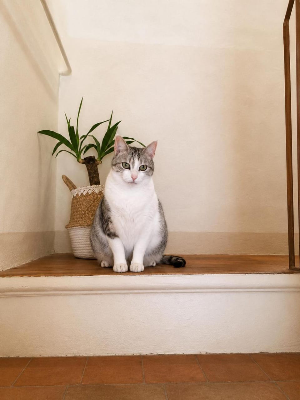 Pets, Pets, pet friendly, pet friendly