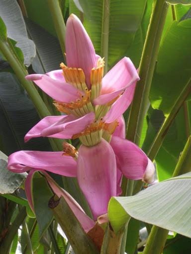 Domaine fleurs de bananes House in Leeward Islands