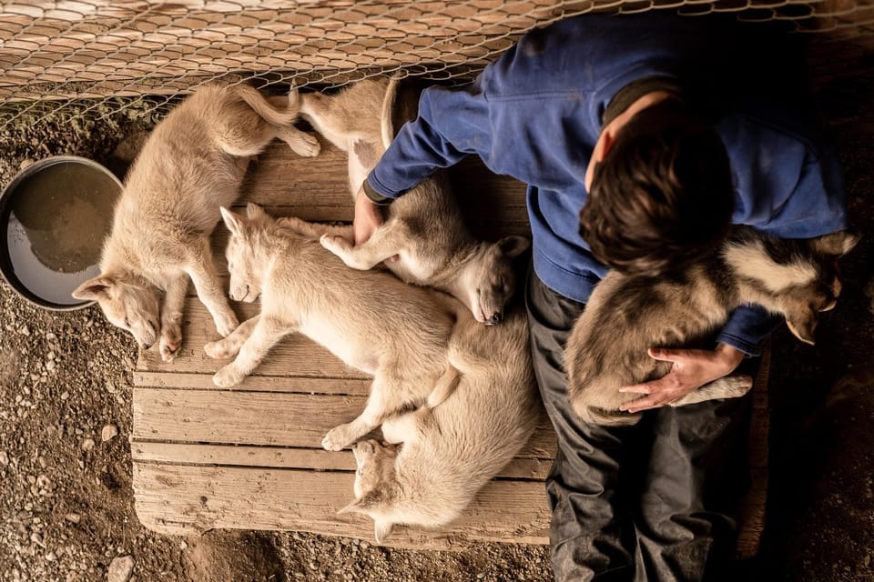 Animals