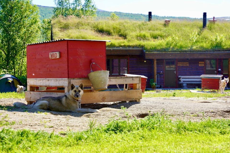 Summer, Animals, Family