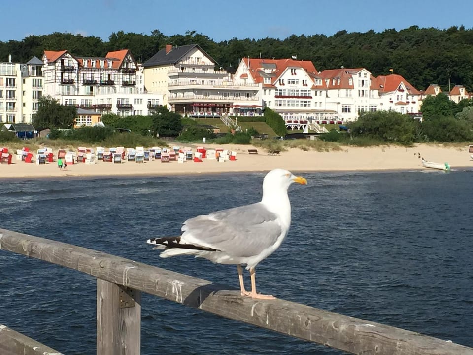 Day, Neighbourhood, Animals