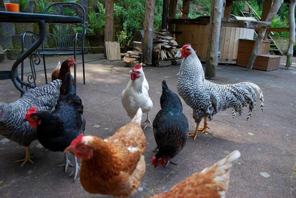 Waldnest Odenwald - Waldhauszimmer House in Hesse